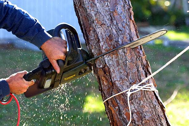 Best Tree Trimming and Pruning  in USA